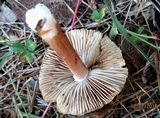 Inocybe rimosa image