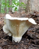 Lactarius subvellereus image