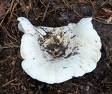 Lactarius subvellereus image