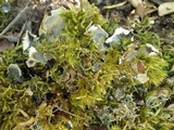 Peltigera horizontalis image