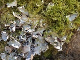 Peltigera horizontalis image