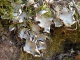 Peltigera horizontalis image
