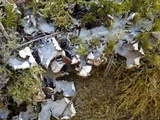 Peltigera horizontalis image