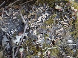 Peltigera neckeri image