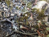 Peltigera neckeri image