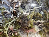 Peltigera neckeri image