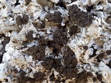 Lobaria amplissima image