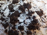 Lobaria amplissima image
