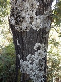 Lobaria amplissima image