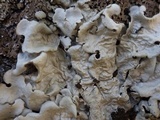 Lobaria amplissima image