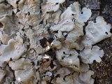 Lobaria amplissima image
