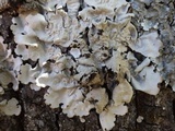 Lobaria amplissima image
