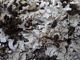 Lobaria amplissima image