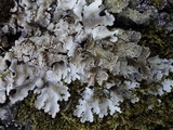 Lobaria amplissima image