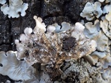 Lobaria amplissima image