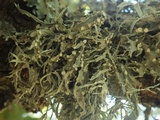 Ramalina fraxinea image