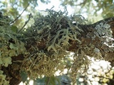 Ramalina fraxinea image