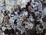 Parmelina carporrhizans image