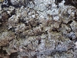 Parmelina carporrhizans image