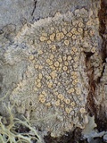 Ochrolechia tartarea image