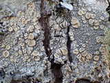 Ochrolechia tartarea image