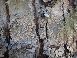Ochrolechia tartarea image