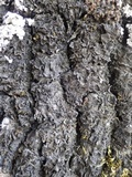 Collema furfuraceum image
