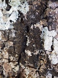Collema furfuraceum image