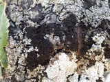 Collema furfuraceum image