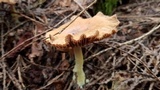 Gymnopus peronatus image