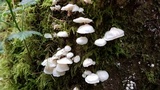 Hemimycena candida image