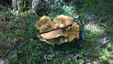 Bondarzewia berkeleyi image