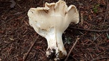 Cantharellus subalbidus image