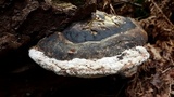 Fomitopsis ochracea image
