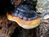 Fomitopsis mounceae image