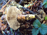 Gomphidius oregonensis image