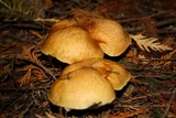 Suillus ponderosus image