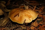 Suillus ponderosus image