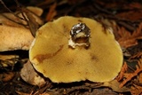 Suillus ponderosus image