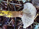Gomphidius oregonensis image