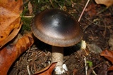 Amanita pachycolea image