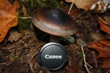 Amanita pachycolea image