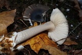 Amanita pachycolea image