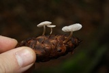 Strobilurus trullisatus image