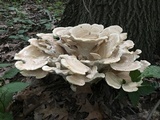 Bondarzewia berkeleyi image