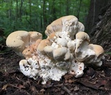 Bondarzewia berkeleyi image