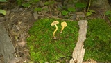 Inocybe unicolor image