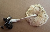 Leucocoprinus cepistipes image