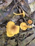 Cantharellus appalachiensis image