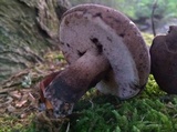 Tylopilus alboater image